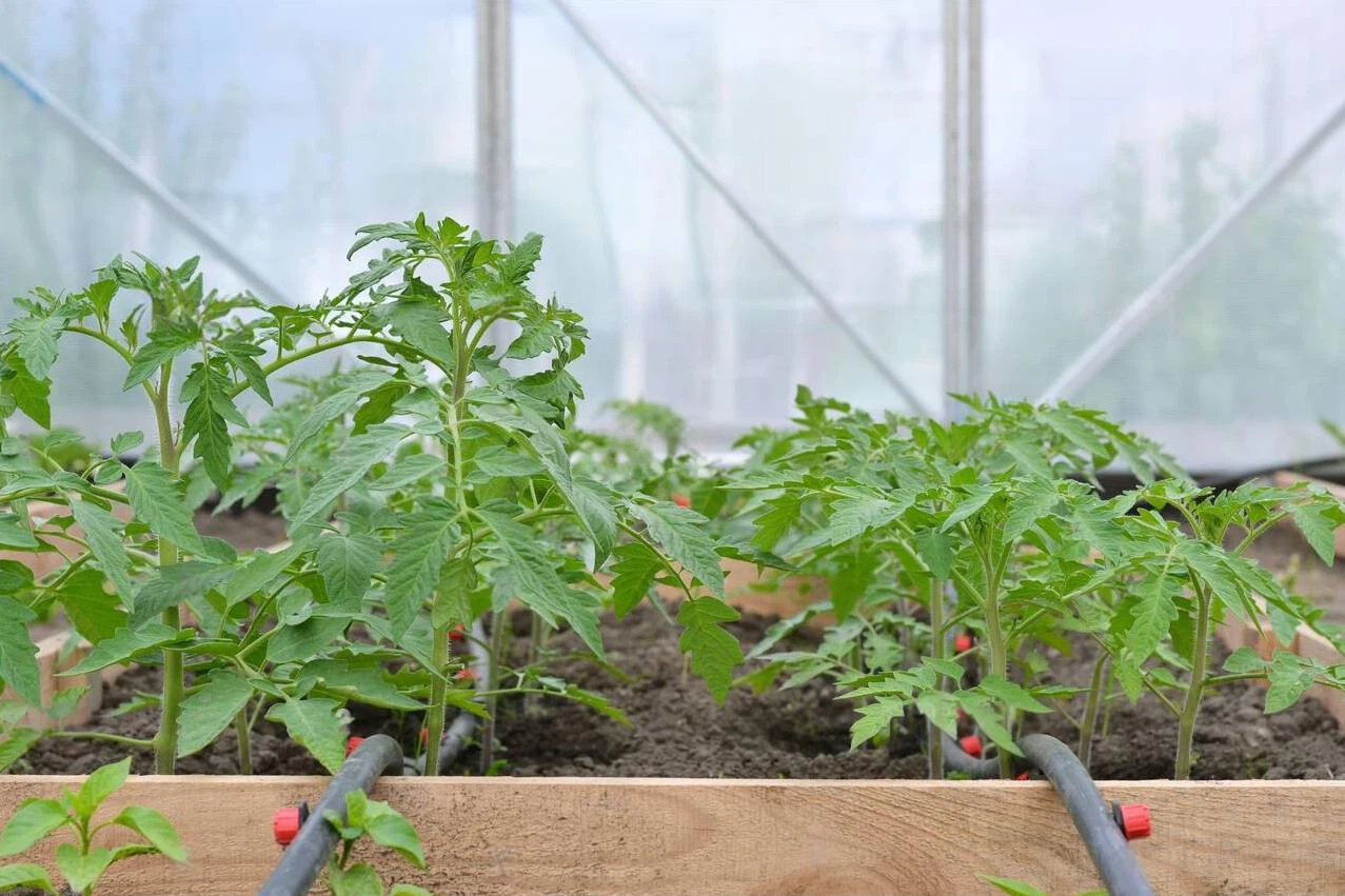 Young tomato plants growing in a greenhouse with drip irrigation system